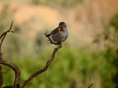 Pyrrholaemus brunneus