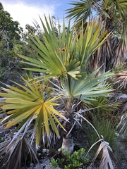 Leucothrinax morrisii