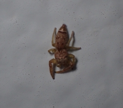 Hentzia vittata