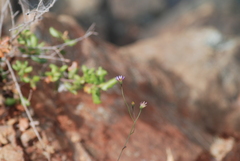 Erigeron serpentinus