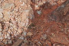 Erigeron serpentinus