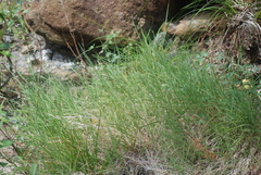 Muhlenbergia andina