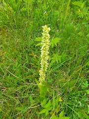 Platanthera convallariifolia