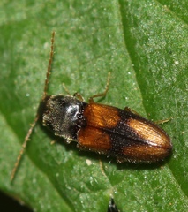 Horistonotus curiatus