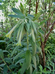 Lithospermum macromeria