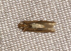 Holcocera immaculella