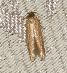 Holcocera immaculella