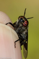 Chrysops carbonarius