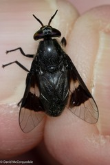 Chrysops carbonarius