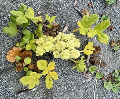 Glehnia littoralis
