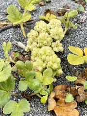 Glehnia littoralis