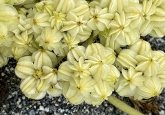 Glehnia littoralis