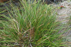 Carex mendocinensis