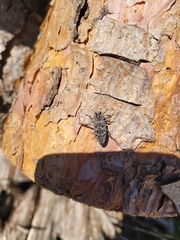 Chrysobothris dentipes