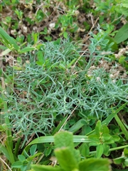 Erigeron divaricatus