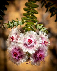 Verticordia oculata