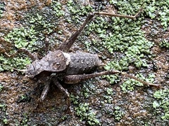 Atlanticus monticola