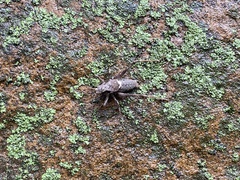 Atlanticus monticola