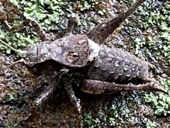 Atlanticus monticola