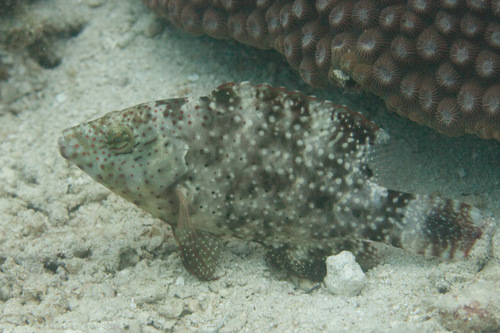 Floral Maori Wrasse