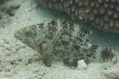 Floral Wrasse photo 2