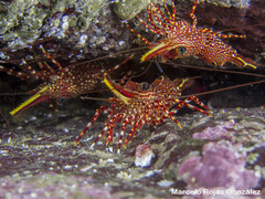 Rhynchocinetes typus