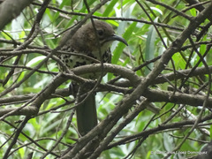 Ocellated Thrasher photo 4