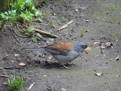 Junco phaeonotus