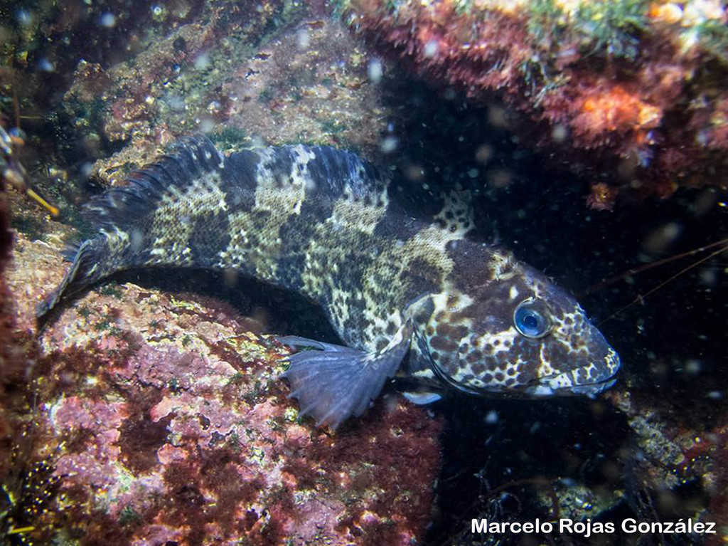 Chalapo Clinid