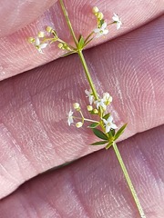 Galium asprellum