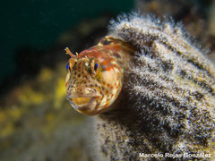 Bull Blenny photo 4