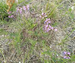 Astragalus versicolor