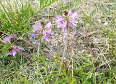Astragalus versicolor