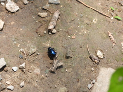 Chrysochus chinensis