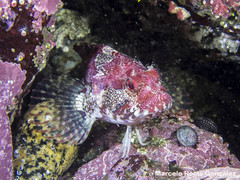 Calliclinus geniguttatus