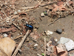 Chrysochus chinensis