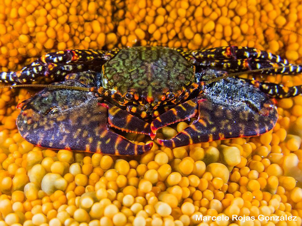 Chilean Anemone Porcelain Crab