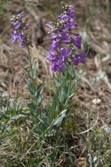 Penstemon secundiflorus