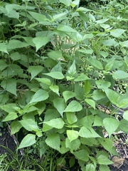 Ageratina altissima