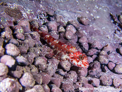 Helcogrammoides chilensis