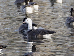 Anser rossii × Branta hutchinsii