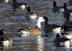 Anser rossii × Branta hutchinsii