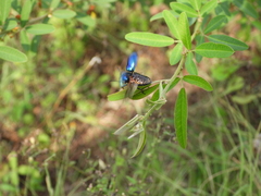 Chrysochus chinensis