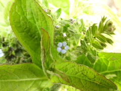 Bothriospermum chinense
