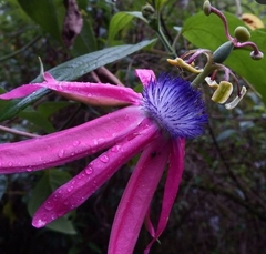 Passiflora longipes