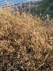 Torilis arvensis recta