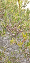 Acacia microcarpa