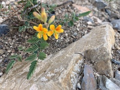 Kallstroemia grandiflora