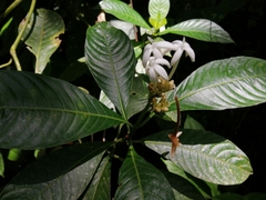 Palicourea tetragona