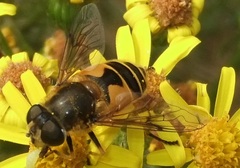 Eristalis horticola